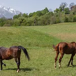 Organic Homestead Mikl Slovenj Gradec