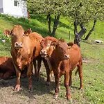 Organic Homestead Mikl * Slovenj Gradec