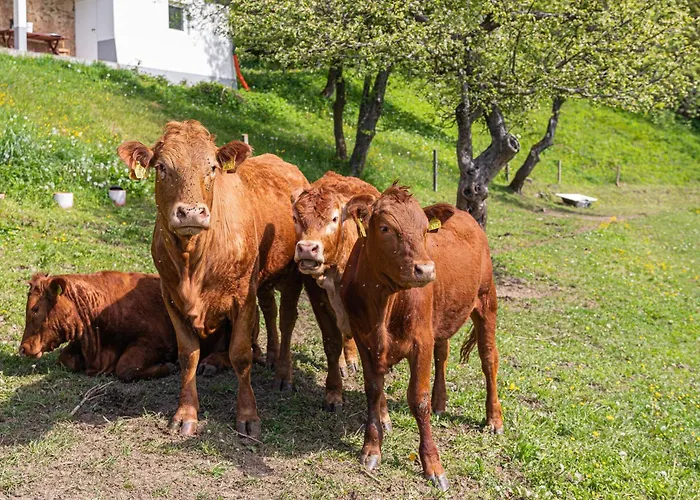 Organic Homestead Mikl * سلوفينج غرادتس